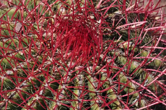 Um colorido cactus nas montanhas de Real de Catorce, pueblo mágico no norte do México